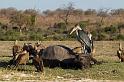 039 Chobe NP, maraboe met witruggieren